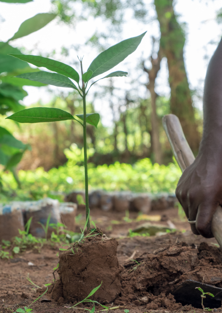 Ghana Tree planting